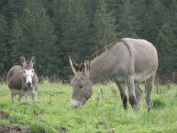 086_tiere_esel 1